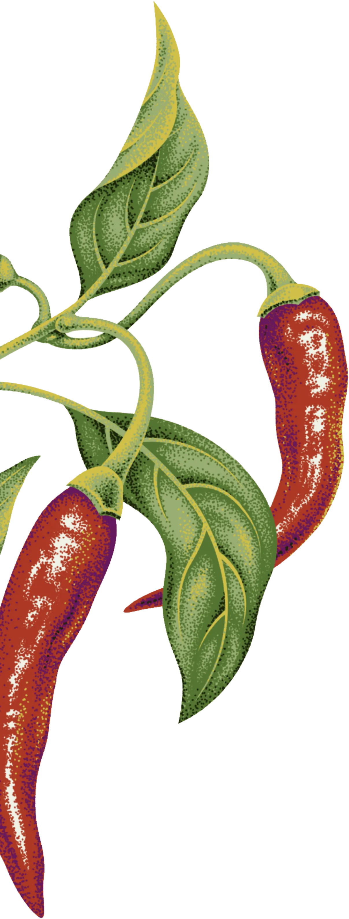 Chili branch