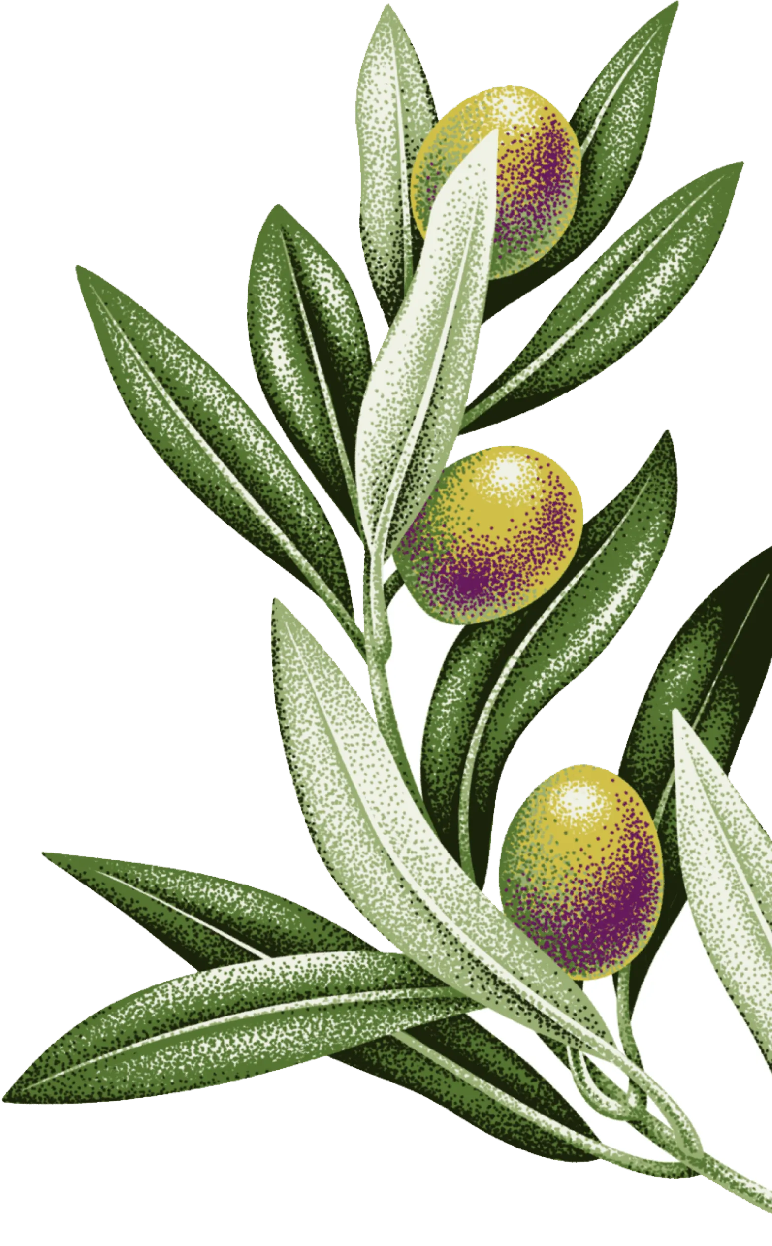 Olive branch