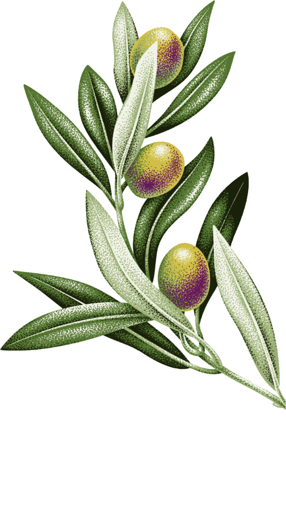 Olive branch
