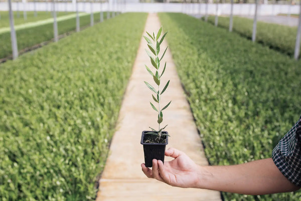 Spring ‘26: Season of Beginnings