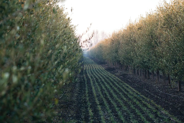 Winter ‘25: Happy Trees, Happy Olives