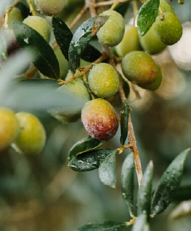 Olive Cluster