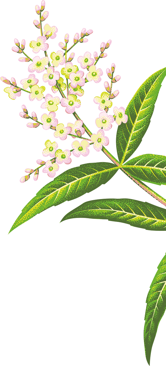 Lemon Verbena branch
